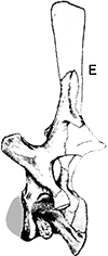 click to enlarge