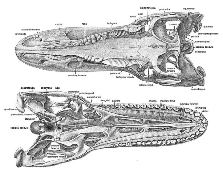  - Allosaurus-skull-dorsoventral-Madsen-BrantWorks-REVISED-925.jpg.opt870x687o0,0s870x687