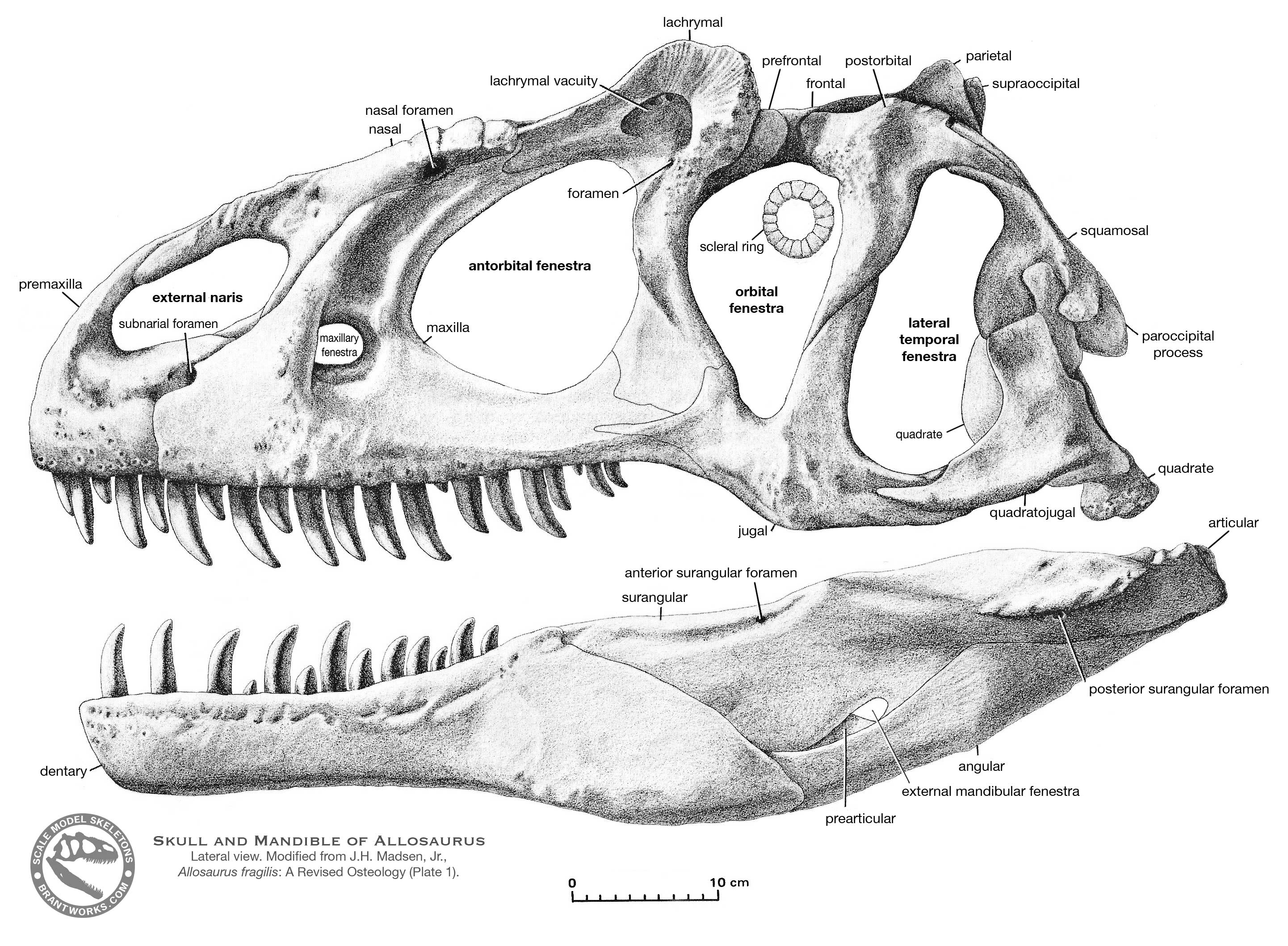 BrantWorks: Allosaurus skull