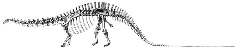 In the original 1936 reconstruction (A) of Apatosaurus louisae (CM