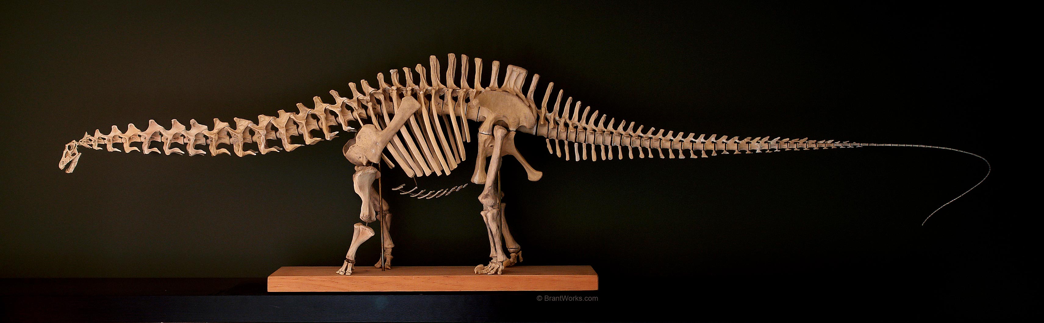 dinosaur full skeleton