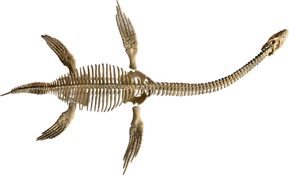 Elasmosaur (Futabasaurus suzukii)