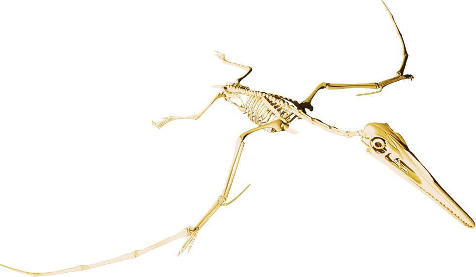 Pterodactylus antiquus model—click for larger image...