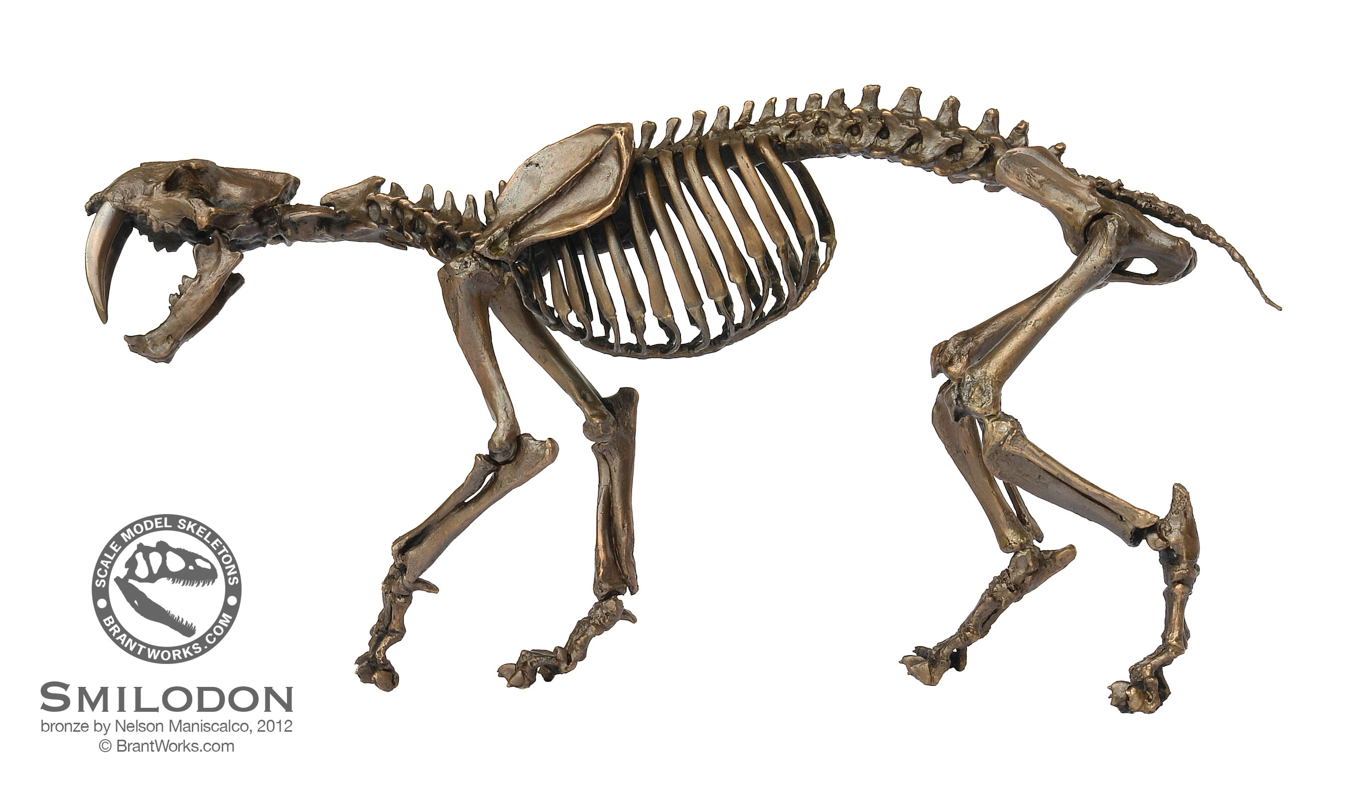 Smilodon floridanus