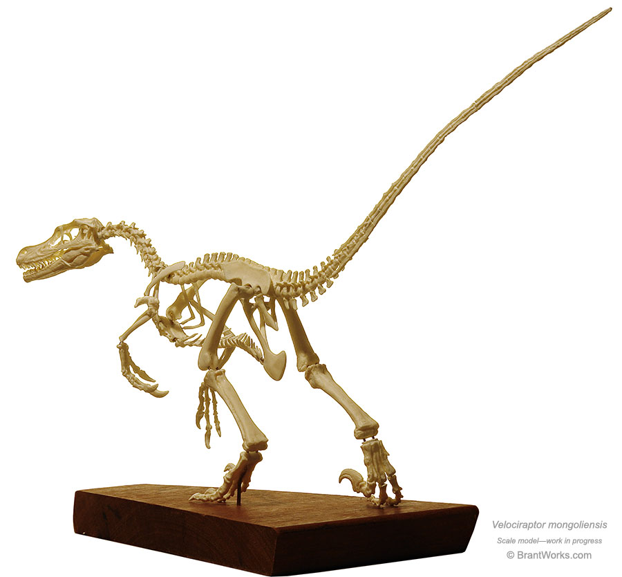 skeleton of velociraptor