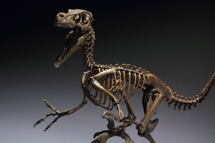 skeleton of velociraptor