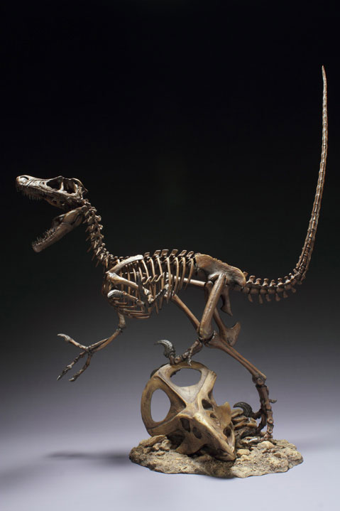BrantWorks: Velociraptor Skeleton