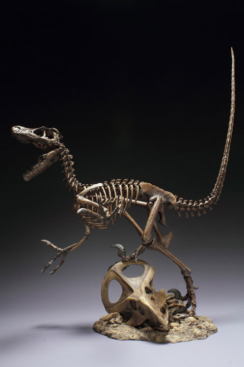 skeleton of velociraptor