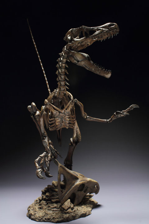 skeleton of velociraptor