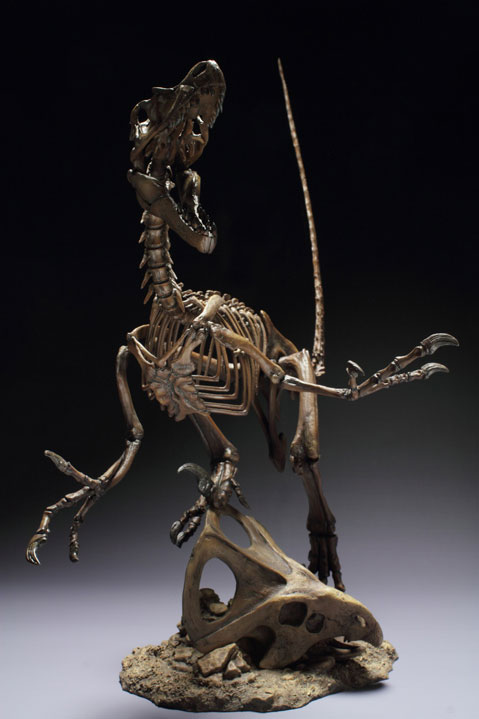 skeleton of velociraptor