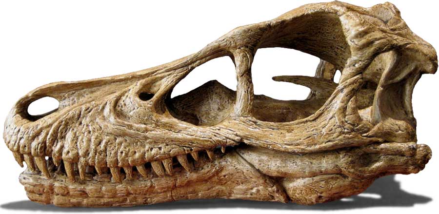 Velociraptor-skull-Bruckmann-900L.jpg