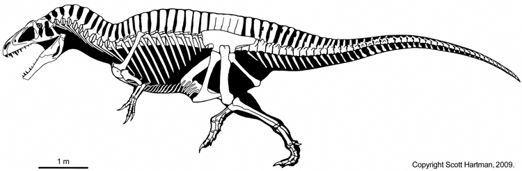 BrantWorks Dinosaur Skeletons